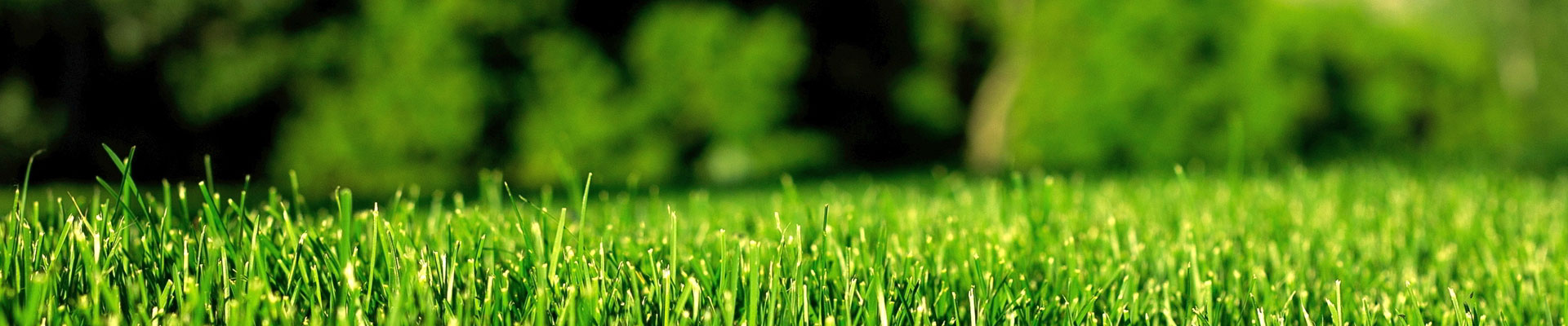 用綠色點綴世界，用生機感動人心