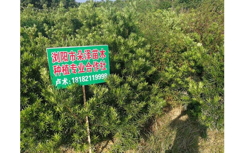 湖南華苑苗木基地實拍5